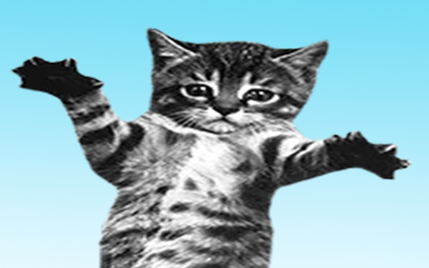 cat-bounce
